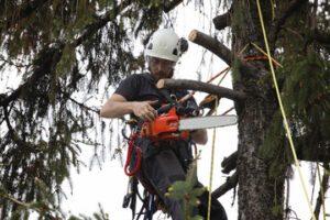 Comment élaguer un arbre ?